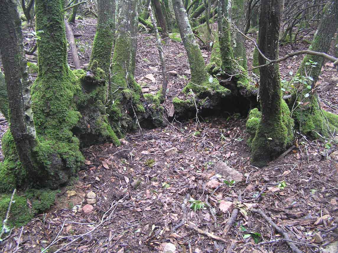 giganti decaduti (Quercus ilex)